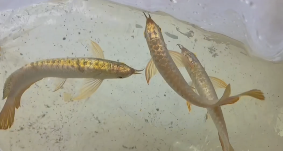 Kim Long Quá Bối Đầu Vàng